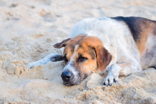 Cómo manejar situaciones de emergencia mientras estás de excursión con tu perro