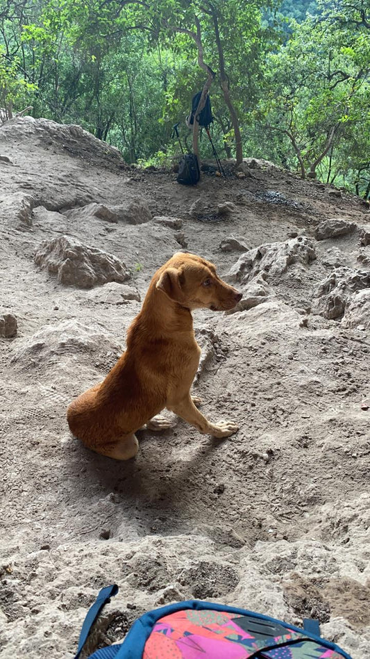 CANELO