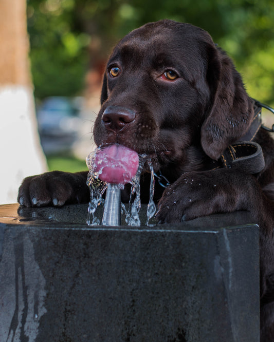 La importancia de llevar agua y comida para tu perro en tus excursiones al aire libre.